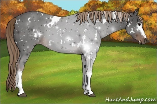 Horse Color:White Spotted Liver Chestnut