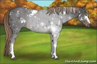 Horse Color:White Spotted Liver Chestnut 