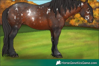 Horse Color:White Spotted Brown 