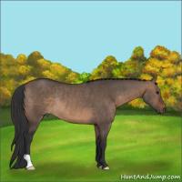 Horse Color:Brown Dun Rabicano 