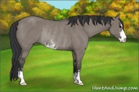 Horse Color:Grullo Sabino Rabicano