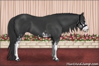 Horse Color:Black Sabino