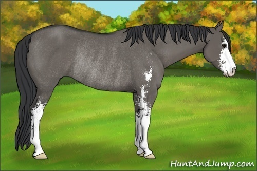 Horse Color:Grullo Sabino Rabicano