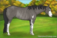 Horse Color:Grullo Sabino Rabicano