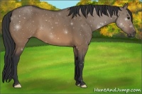 Horse Color:Brown Dun