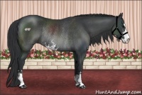 Horse Color:Black Sabino Rabicano 