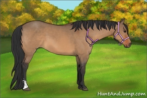 Horse Color:Bay Dun Sabino 