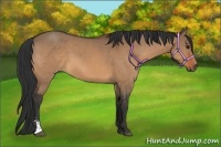 Horse Color:Bay Dun Sabino 