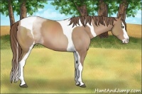Horse Color:Black Pearl Sabino Splash Tobiano