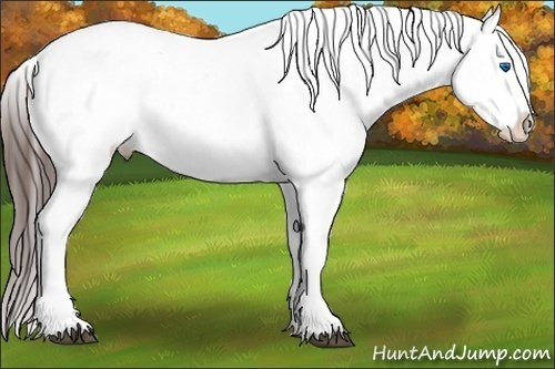 Horse Color:Bay Sabino Splash Tobiano Appaloosa 