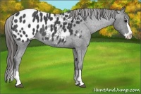 Horse Color:Blue Roan Splash Appaloosa Rabicano 