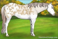 Horse Color:Red Dun Splash Appaloosa 