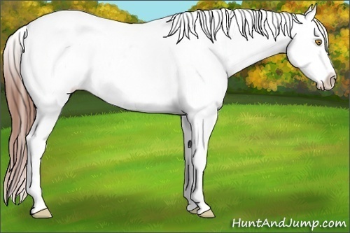 Horse Color:Amber Champagne Frame Appaloosa Rabicano 