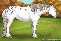 Horse Color:Liver Chestnut Sabino Splash Near Leopard
