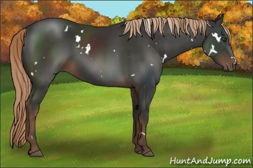 Horse Color:White Spotted Liver Chestnut Sabino 
