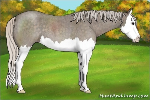 Horse Color:Silver Blue Roan Splash 