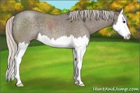 Horse Color:Silver Blue Roan Splash 