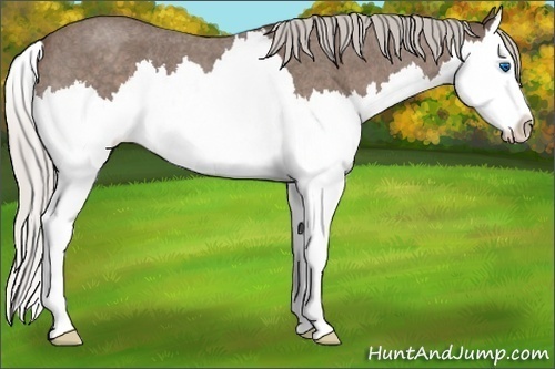Horse Color:Silver Blue Roan Splash 