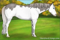 Horse Color:Silver Blue Roan Splash Rabicano