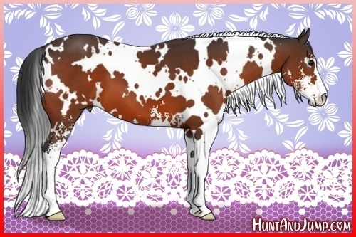 Horse Color:White Spotted Bay Sabino 