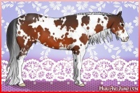 Horse Color:White Spotted Bay Sabino