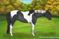 Horse Color:Black Tobiano Rabicano
