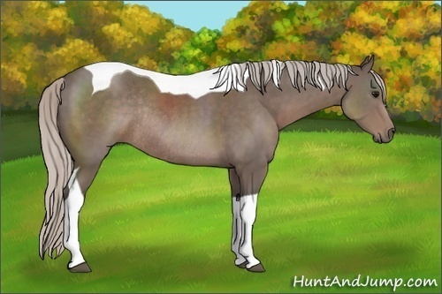 Horse Color:Silver Black Tobiano Rabicano 