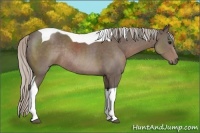 Horse Color:Silver Black Tobiano Rabicano