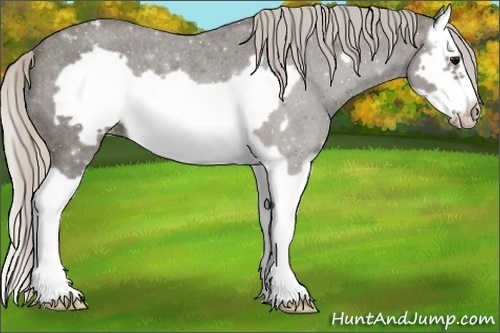 Horse Color:Silver Blue Roan Splash Frame Varnish 