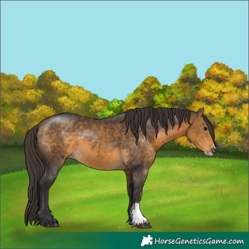 Horse Color:Buckskin Sabino