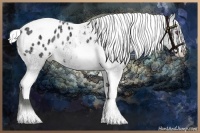 Horse Color:Silver Sable Champagne Chinchilla Ice Tobiano Frame Appaloosa