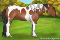 Horse Color:Bay Tobiano 