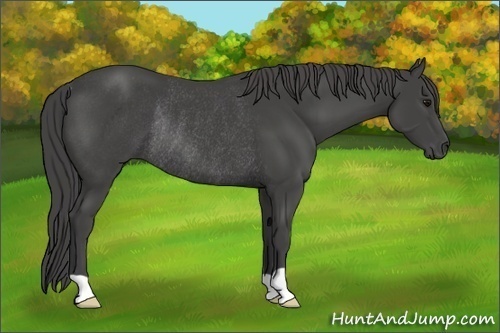 Horse Color:Smoky Black Rabicano 