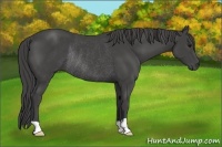 Horse Color:Smoky Black Rabicano 