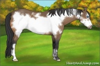 Horse Color:Buckskin Frame 
