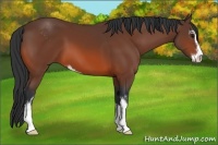 Horse Color:Bay Sabino 