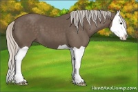 Horse Color:Silver Black Splash