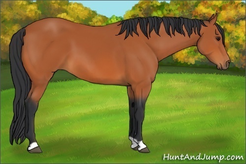 Horse Color:Bay 