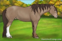 Horse Color:Classic Champagne 