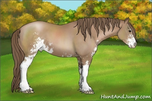 Horse Color:Black Pearl Sabino 