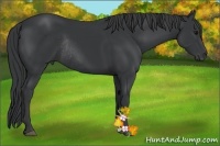 Horse Color:Black Rabicano 