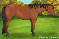 Horse Color:Bay 