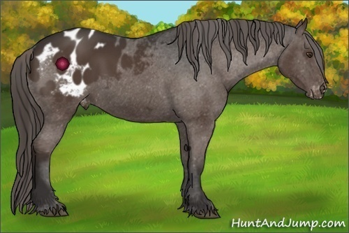 Horse Color:Liver Chestnut Appaloosa 