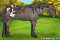Horse Color:Liver Chestnut Appaloosa 