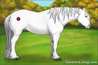 Horse Color:Liver Red Dun Appaloosa 