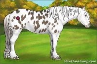 Horse Color:Liver Red Dun Appaloosa 