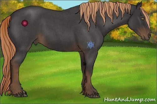 Horse Color:Liver Red Roan 