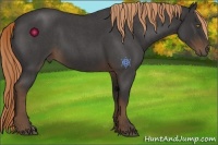 Horse Color:Liver Red Roan 