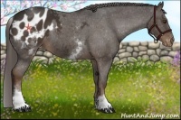 Horse Color:White Spotted Liver Chestnut Appaloosa 