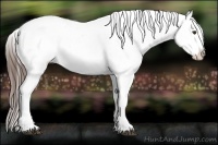 Horse Color:Liver Chestnut Snowflake Varnish 
